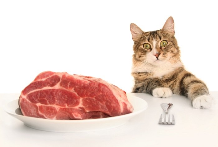 cách đổ gà đá cựa sắt cách đổ gà đá cựa sắt