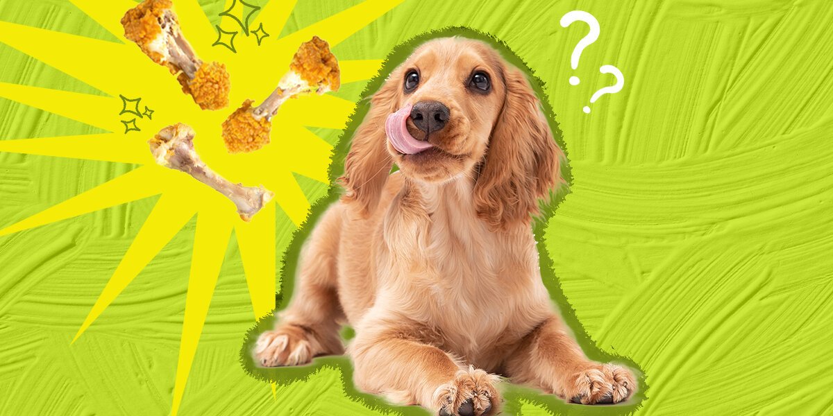 cách chăm sóc gà chọi sau khi đá về cách chăm sóc gà chọi sau khi đá về