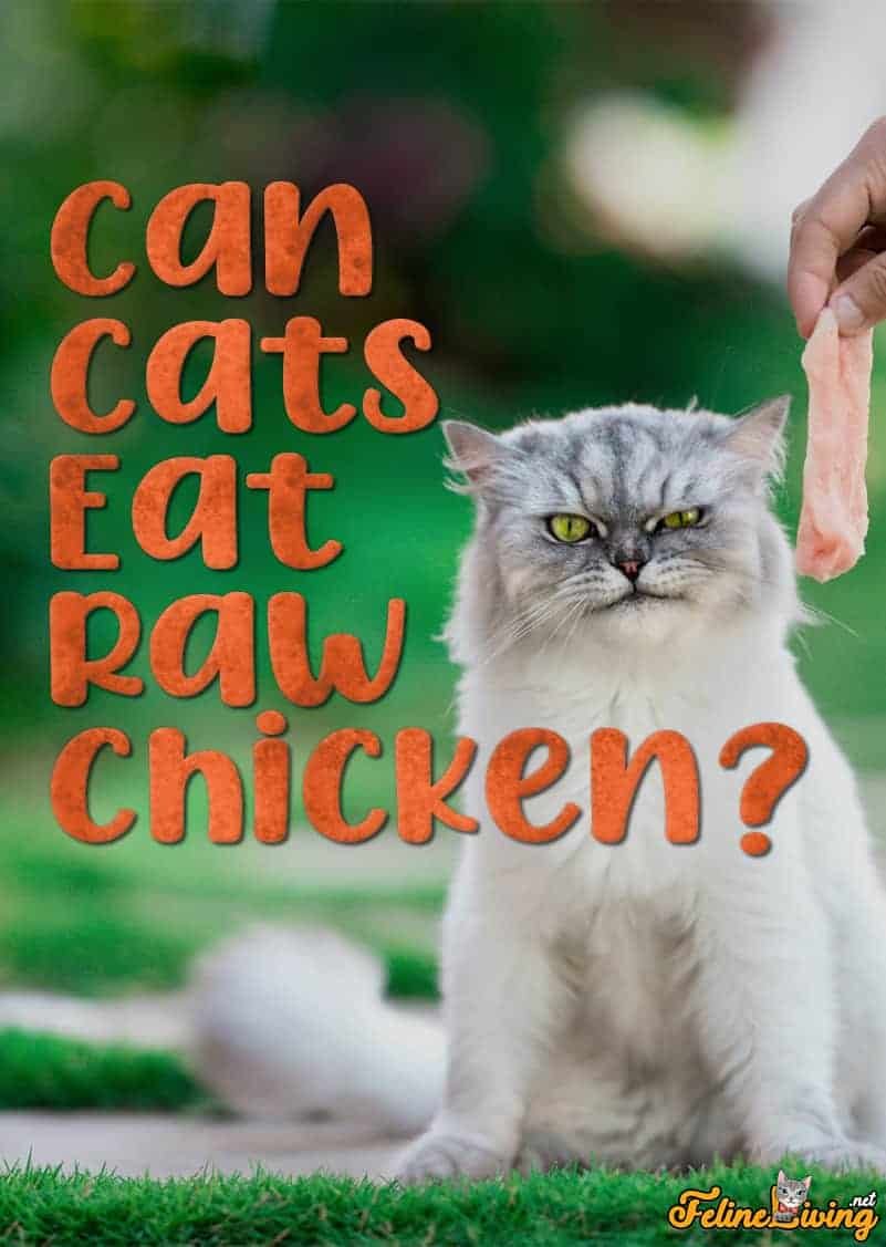 màu mạng gà đá ngày hôm nay màu mạng gà đá ngày hôm nay
