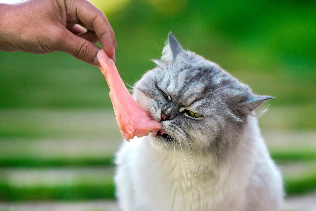 cách nuôi gà tre đá tiền cách nuôi gà tre đá tiền