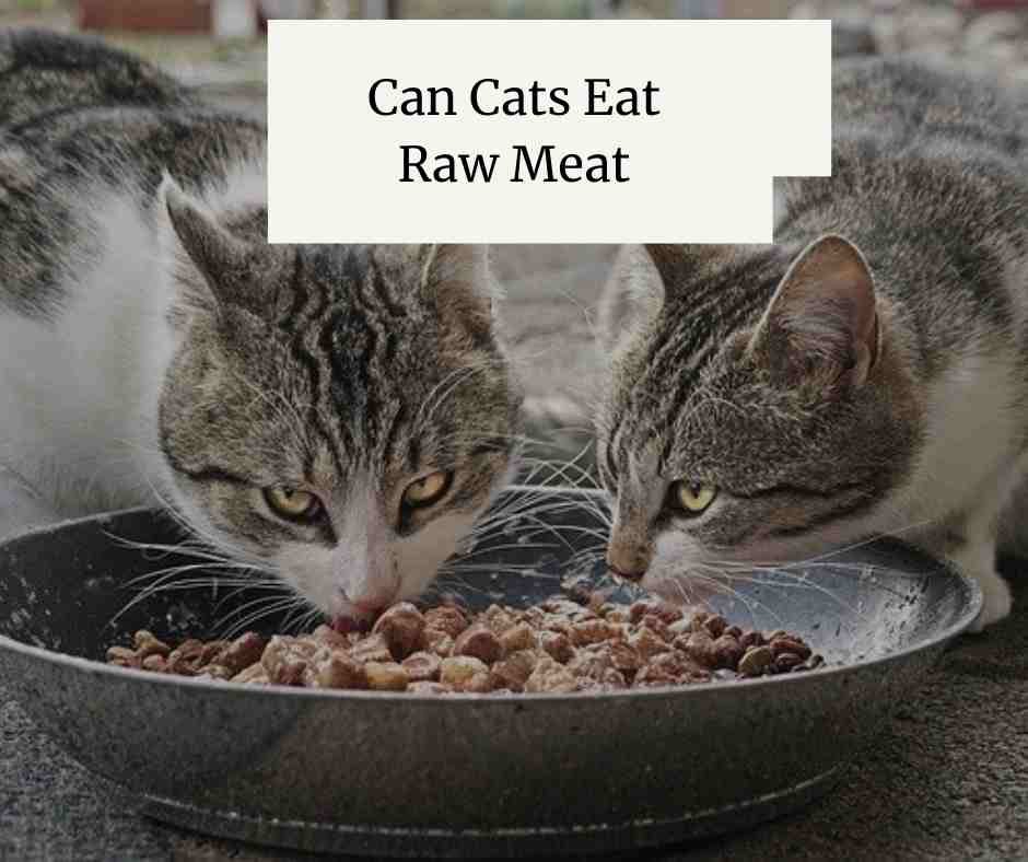 chợ tốt bán gà đá chợ tốt bán gà đá
