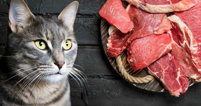 phần mềm đá gà mạng phần mềm đá gà mạng
