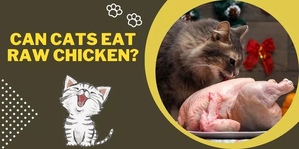cách chọn gà đá cựa sắt tốt cách chọn gà đá cựa sắt tốt