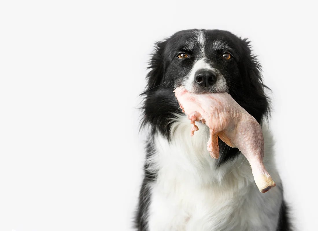 xem chân gà đá cựa xem chân gà đá cựa