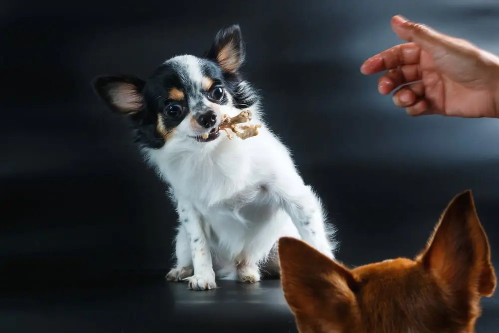 trực tiếp đá gà thomo ngày 10 trực tiếp đá gà thomo ngày 10